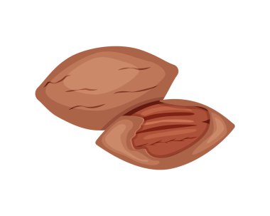 Beyaz üzerine izole edilmiş tam ve yarım ceviz vektör çizimi