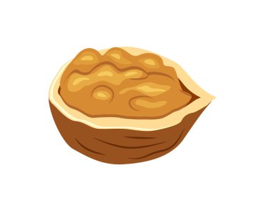 Yarım ceviz vektör illüstrasyon beyaz arka plan üzerinde izole. Fındık vektörü