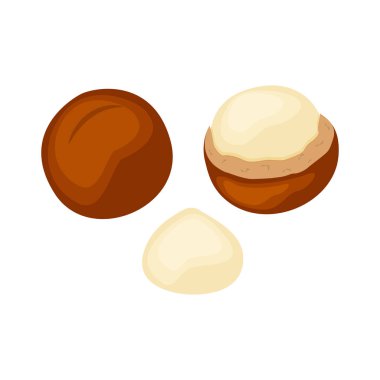 Beyaz arka plan üzerinde izole bütün ve yarım macadamia fındık vektör illüstrasyon kümesi. Fındık vektörü
