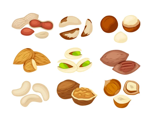 Conjunto de diferentes tipos de nueces almendra, nuez, kashew, pacan, maní, pistacho, macadamia, nuez de Brasil, avellana . — Archivo Imágenes Vectoriales