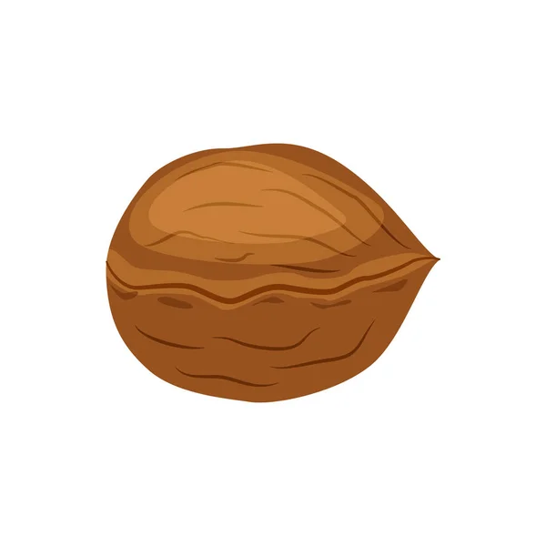 Whole walnut vector illustration isolated on white background. Nut vector — 스톡 벡터