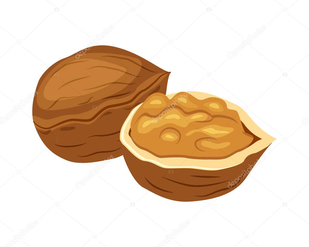 Whole and half walnut vector illustration isolated on white background. Nut vector