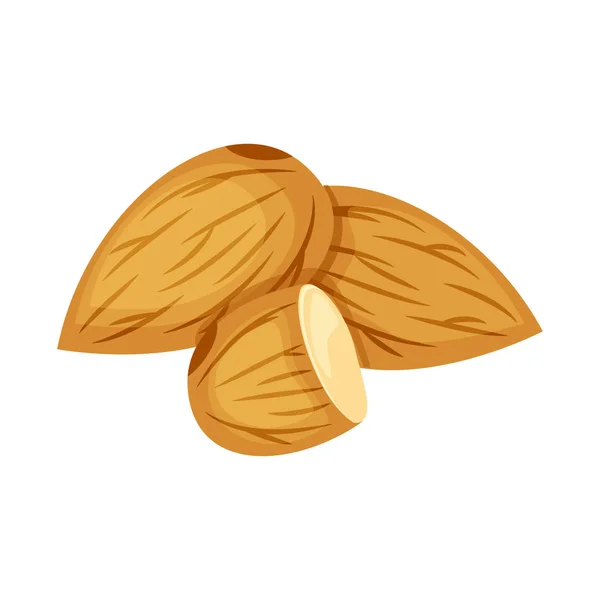 Ensemble d'illustration vectorielle de noix d'amande entières et demi isolées sur fond blanc. Illustration de noix — Image vectorielle