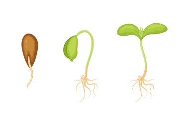 Tohumlar, beyaz arkaplanda izole edilmiş vektör illüstrasyonu oluşturur. Aşamalar büyüyor. Seedling Bahçe Bitkisi. 