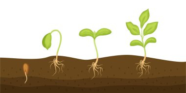 Beyaz arka planda izole edilmiş toprak vektör illüstrasyonunda tohum filizleri. Aşamalar büyüyor. Seedling Bahçe Bitkisi. 