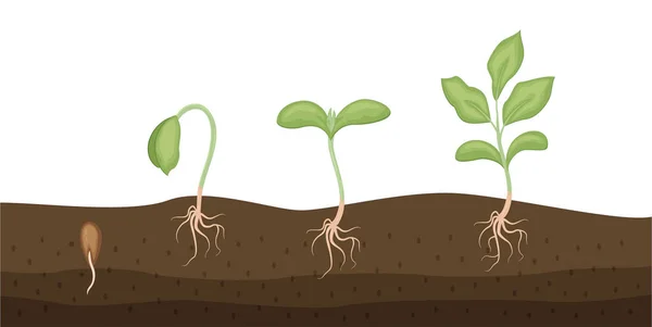 Les Graines Germent Dans Une Illustration Vectorielle Sol Isolée Sur — Image vectorielle