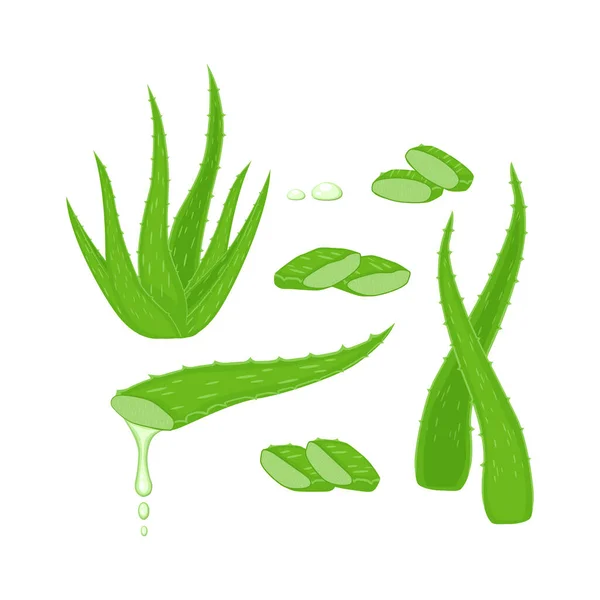 Set con pianta di Aloe Vera, foglie e diversi pezzi di taglio, succo gocce elementi vettoriale illustrazione isolata su sfondo bianco. — Vettoriale Stock