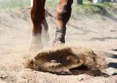 Bacaklar bir spor at dörtnala kum üzerinde. Ayrıntılarda atlı spor