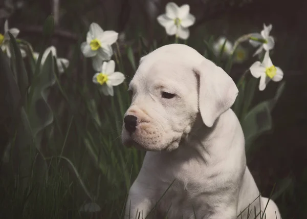 Weiße Süße Welpen Dogo Argentino Sitzt Den Narzissen — Stockfoto
