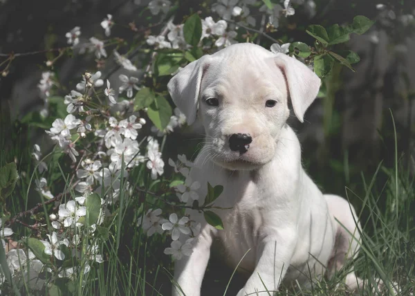 Den Søte Hunden Dogo Argentino Står Blomstrende Trær – stockfoto