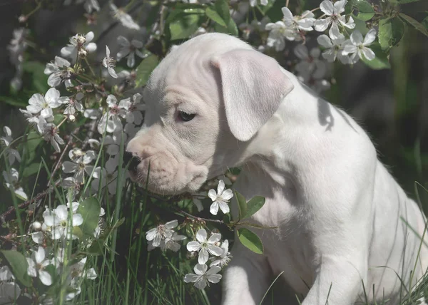 Sweet Puppy Dogo Argentino Standing Flowering Trees — Stock Photo, Image
