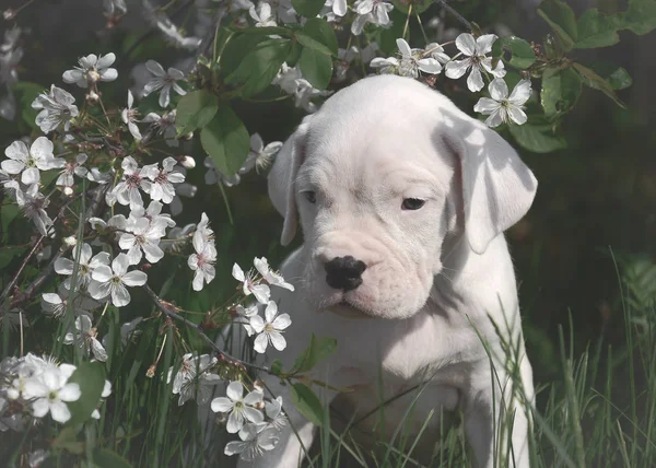 Der Süße Welpe Dogo Argentino Steht Blühenden Bäumen — Stockfoto