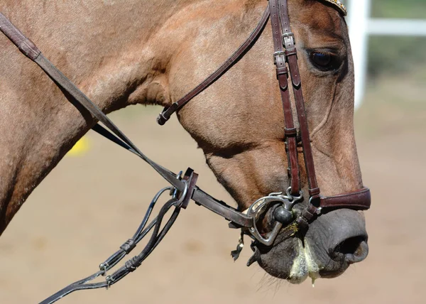 Freio Cavalo Snaffle Boca Cavalo Esporte Equestre Detalhes — Fotografia de Stock