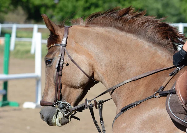 Retrato Caballo Rojo Galope — Foto de Stock