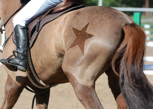 Hippische Sport Details Achterkant Van Het Rode Sport Paard Met — Stockfoto