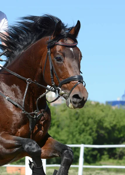 Porträt Eines Sportpferdes Das Durch Hürde Auf Blauem Himmel Springt — Stockfoto