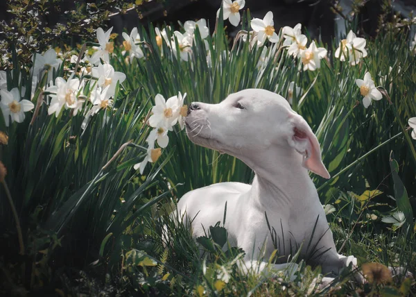 Cachorro Blanco Respira Aroma Narcisos — Foto de Stock