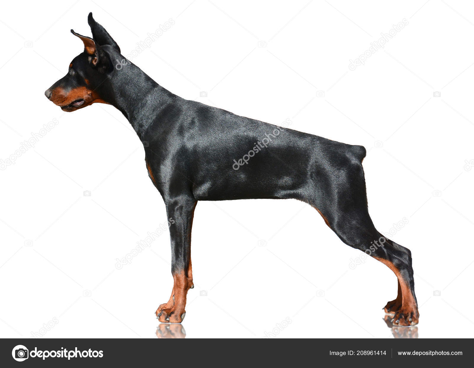 Doberman Dog Stand Isolated White Background Side View Stock Photo