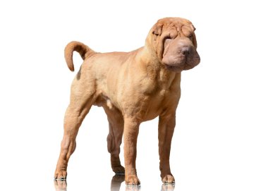 Kırmızı Shar Pei izole üzerinde beyaz arka plan ayakta