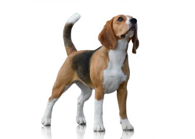 Beagle köpek izole üzerinde beyaz arka plan ayakta