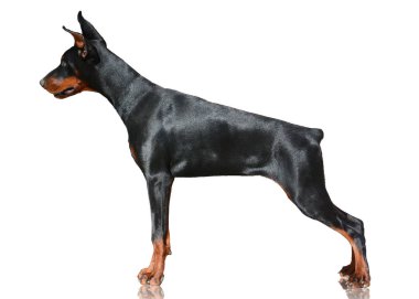 Doberman köpek izole üzerinde beyaz arka plan ayakta. Yan görünüm
