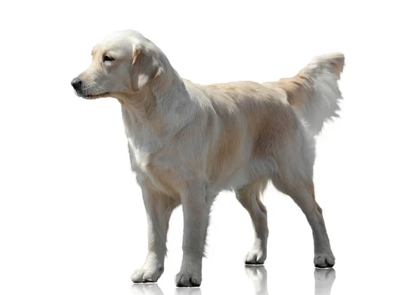 拉布拉多猎犬站在白色背景下隔离 — 图库照片