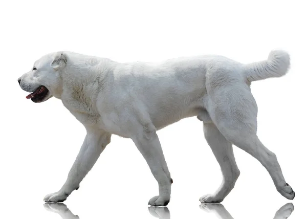 Beyaz Orta Asya çoban köpeği izole üzerinde beyaz arka plan gider. Yan görünüm
