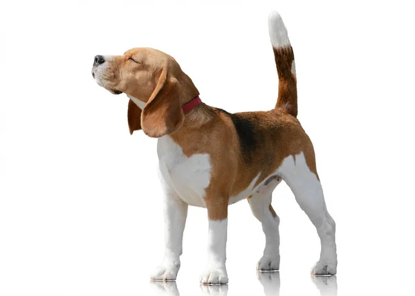 Beagle Hond Staan Geïsoleerd Witte Achtergrond — Stockfoto