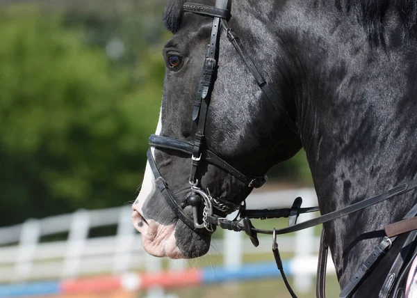 Zwarte Sport Paard Horse Hoofdstel Trens Mond Van Het Paard — Stockfoto