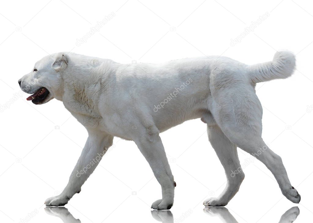 White Central Asian shepherd dog goes isolated on white background. Side view
