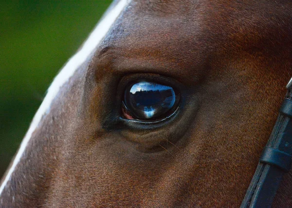 Piękne Ciekawe Oko Czerwony Koń — Zdjęcie stockowe