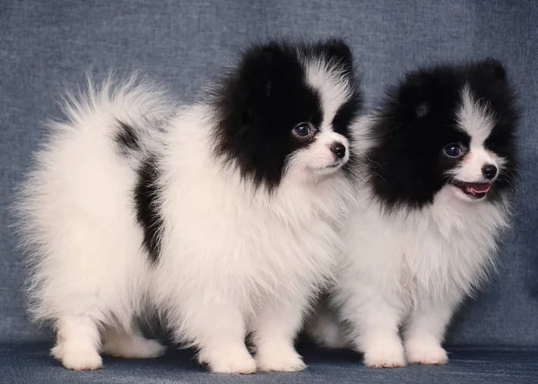Cute Puppy Dwa Miasta Spitz Szarym Tle — Zdjęcie stockowe