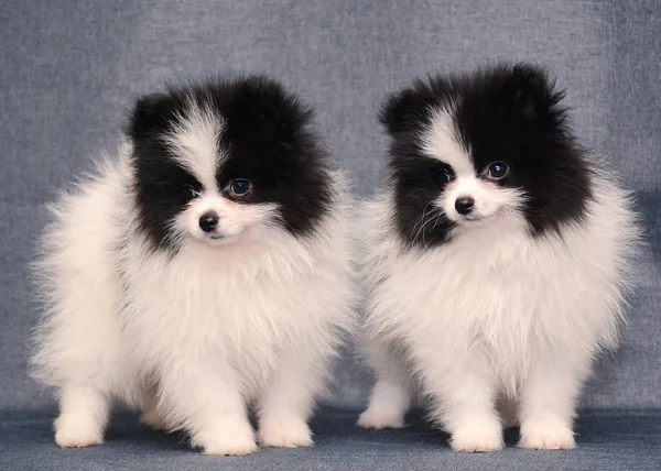 Bonito Dois Filhote Cachorro Spitz Fundo Cinza — Fotografia de Stock