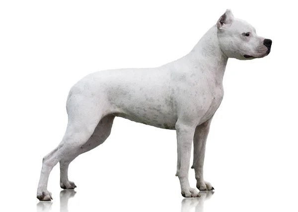 Dogo Argentino Staan Geïsoleerd Witte Achtergrond — Stockfoto