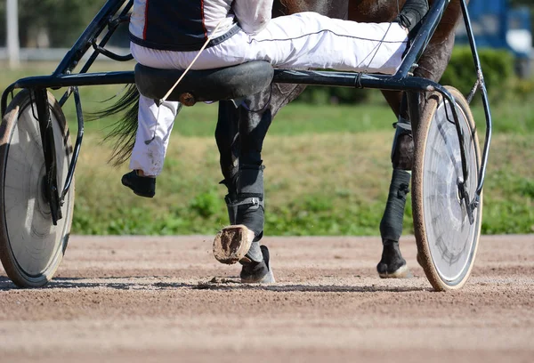 Arnés Carreras Caballos Detalles Piernas Caballo Trotamundos Arnés Caballo — Foto de Stock