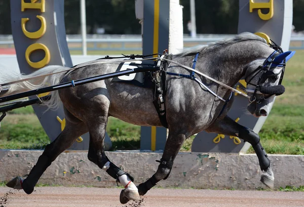 Bela Raça Cavalo Trote Cinza Movimento Hipódromo — Fotografia de Stock