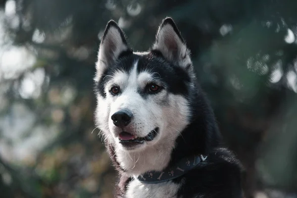 Portrait Black White Siberian Husky Dog — Stock Photo, Image