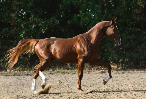 Vacker Röd Hingst Frihet Sommaren — Stockfoto