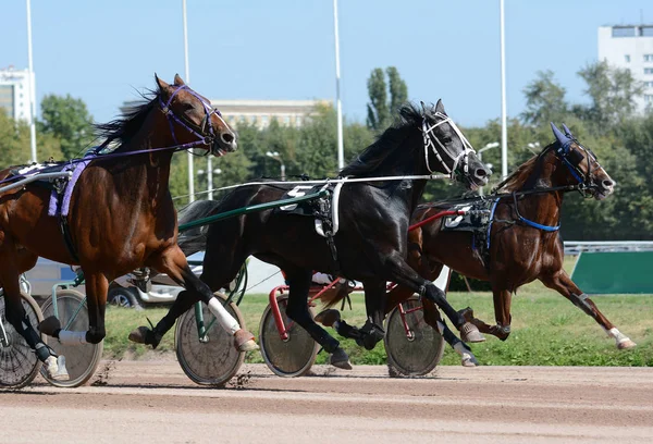 Cascata Três Trotters Movimento Raça Cavalo Trote Movimento Hipódromo — Fotografia de Stock