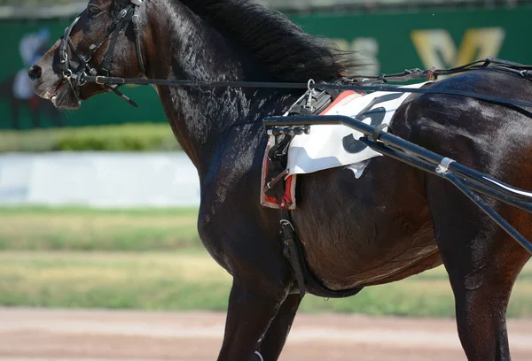 Los Músculos Sobre Caballo Trotan Raza Arnés Carreras Caballos Detalles — Foto de Stock