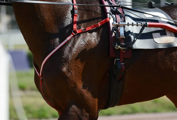 Muskeln Auf Einem Pferd Traber Rasse Pferderennen Detail — Stockfoto