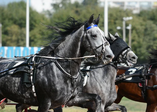 Potrait Trotteur Gris Reproduit Mouvement Sur Hippodrome — Photo