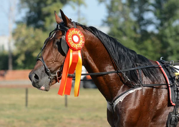 授与の競馬の馬の速歩馬飼育の肖像画 — ストック写真