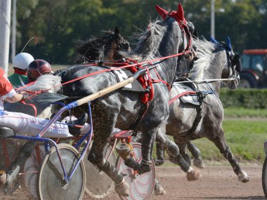 Horses trotter breed in harness horse racing on racecourse.  clipart