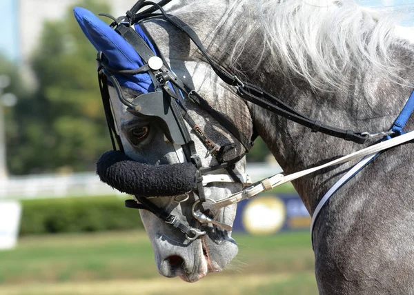 Retrato Caballo Gris Trotter Reproduce Movimiento Hipódromo Vista Macro — Foto de Stock