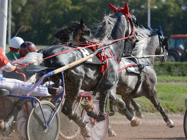 Hästar Travare Rasen Trav Häst Racecourse — Stockfoto