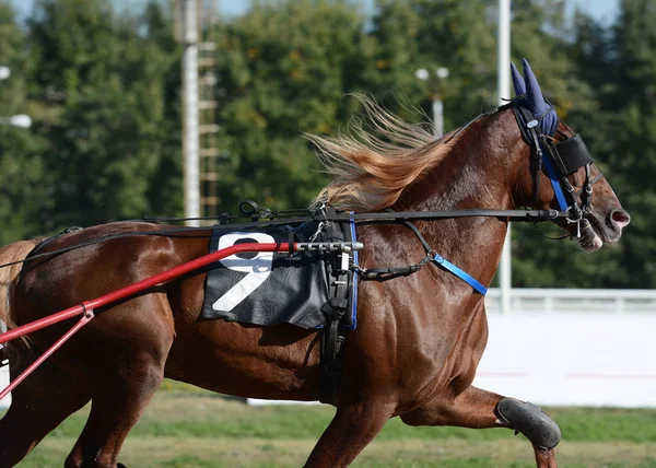 在竞技场上运动的红马小跑的肖像 — 图库照片