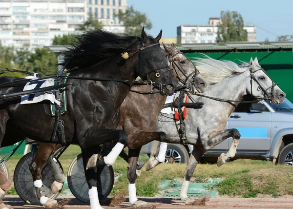 Sfrutta Corse Cavalli Cavalli Trotter Razza Movimento Ippodromo — Foto Stock