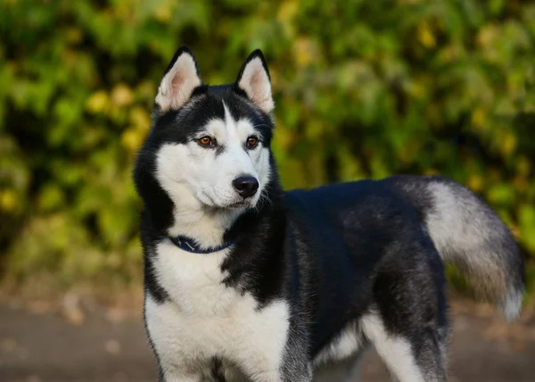 緑の背景の上に強いブラック ホワイトのシベリアン ハスキー犬立って — ストック写真