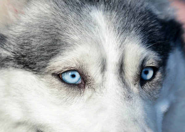 Belos Olhos Azuis Cão Husky Siberiano Cinza Vista Macro — Fotografia de Stock